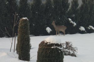 Pamiętajmy o dokarmianiu czworonożnych przyjaciół 8